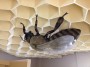 μουσειο μελισσας ροδου
