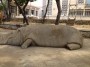 hope hippo